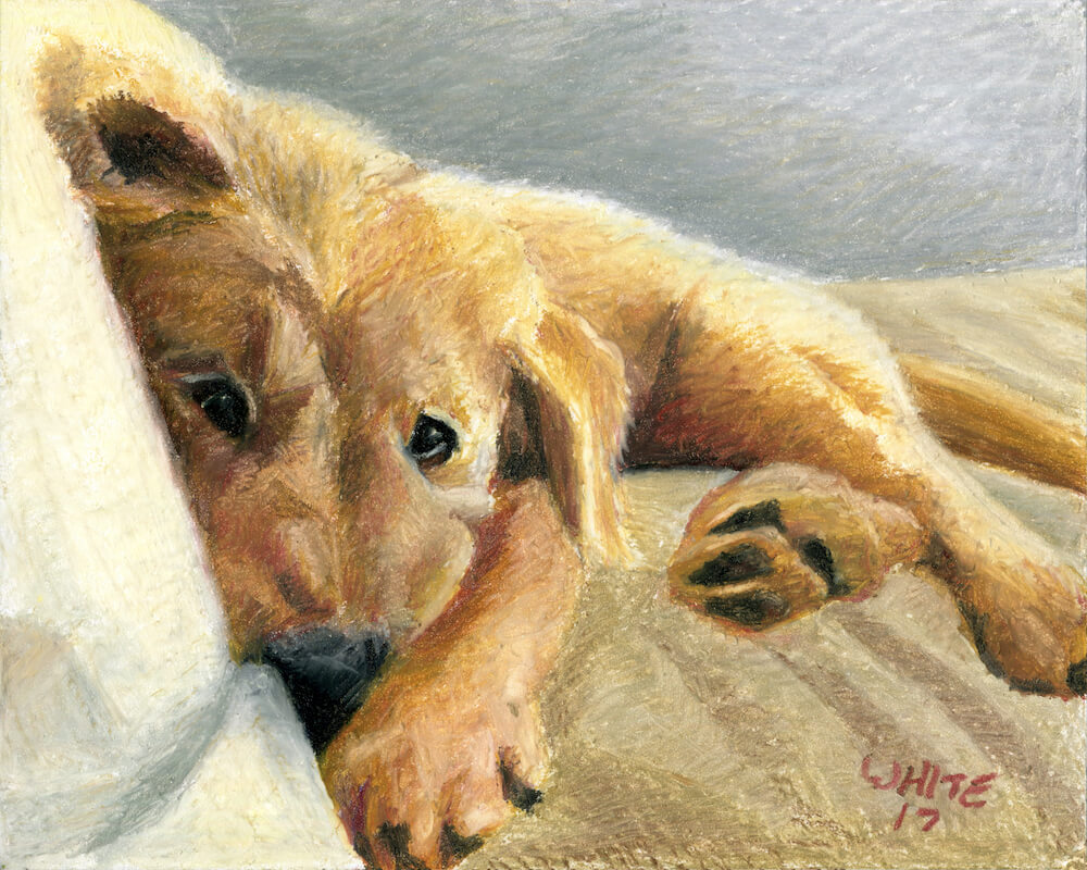 Dog portrait painting in oil pastel by Portland Maine pet portrait artist, Dominic White