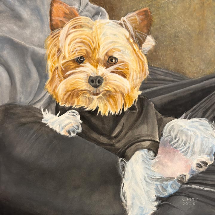 Pet portrait painting of a miniature Yorkie sitting on it's owner's lap.